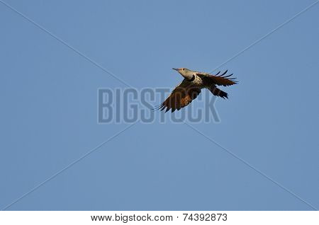Northern Flicker Flying In A Blue Sky