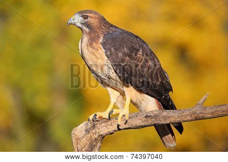 Red-tailed Hawk Sitting On A Stick