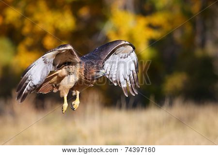 Red-tailed Hawk In Flight