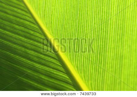 La feuille