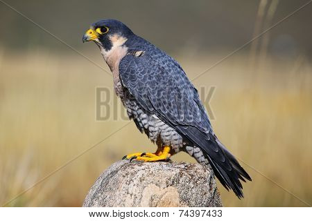 Peregrine Falcon Sitting On A Rock