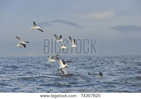 Fin of a white shark and Seagulls eat oddments from prey of a Great white shark