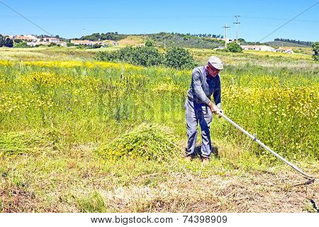 ALJEZUR - MAY 11: Farmer working on his land in an old fashioned way on May 11 2014 in Aljezur Portugal