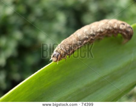 Caterpillar 3