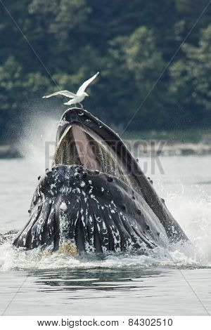 Humpback Whale Bubble Net Feeding with Gull