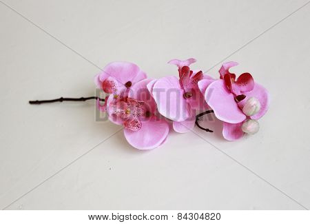 orchid 2