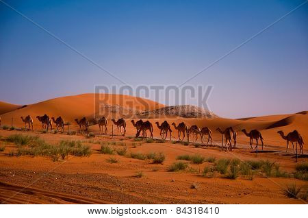 camels walk to Oman