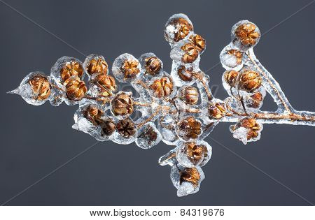 Frozen Crape Myrtle