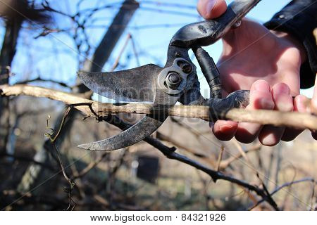 Pruning branches of grapes in the spring garden.