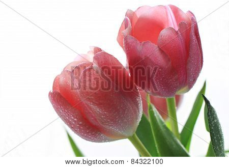 Pink tulips