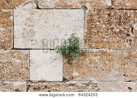 Grass In The In The Rock Crack