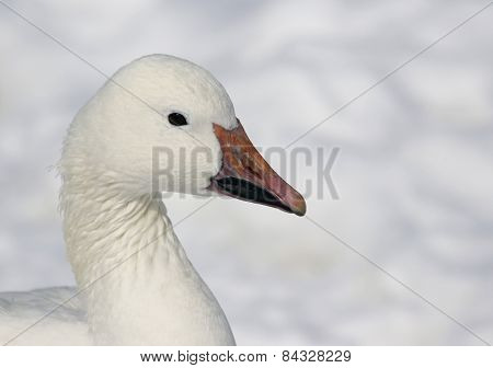 Snow Goose Profile