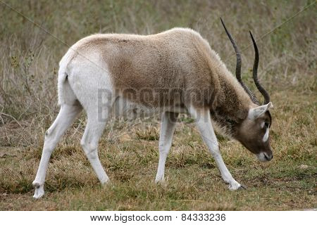 Addax 3