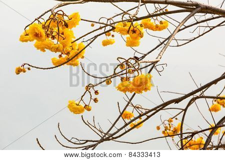 Silk Cotton Flower