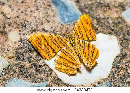 Common Maplet Butterfly