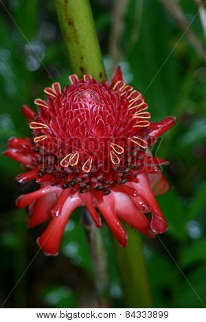 Torch Red Ginger Flower2