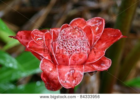 Torch Red Ginger Flower4