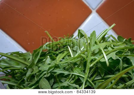 Rucola