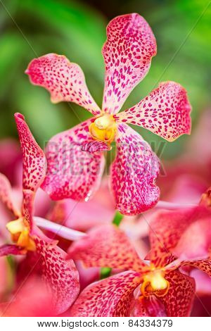 Arada Sayan Orchid Flower