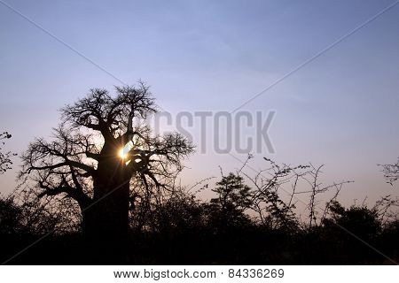 Large old baobab tree in the afternoon sun's glow