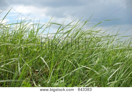 herbe