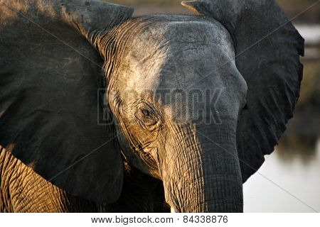 Young Elephants face