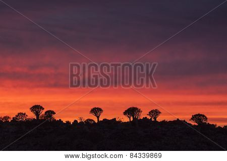 Sunset in a Quivertree forest located in Namibia.
