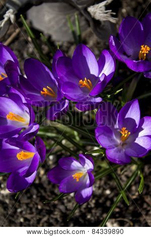 Opened crocus