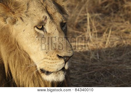 Close up image of an old male lions face