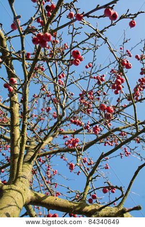 Crab Apple Tree With Red Fruits