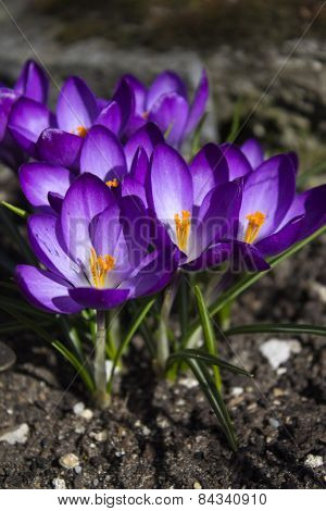 Crocus