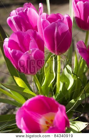 Tulips