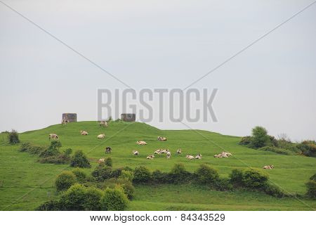 Milk Cows On Pasture