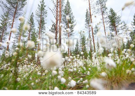 Cottongrass In Forest