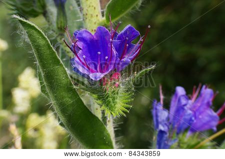 Viper's Bugloss (echium Vulgare)