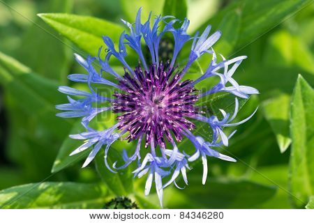 Blue Cornflower