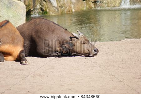African Forest Buffalo