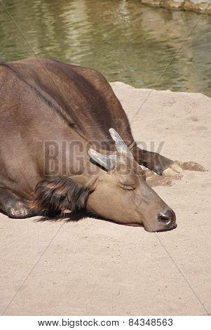 African Forest Buffalo