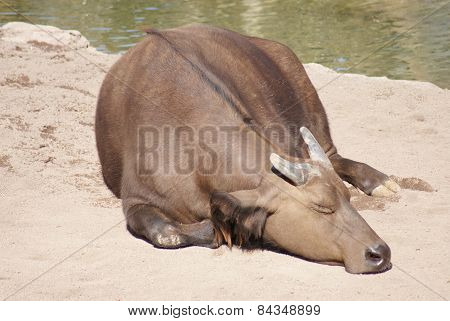 African Forest Buffalo