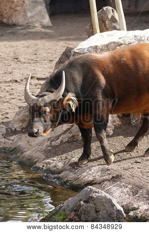 African Forest Buffalo