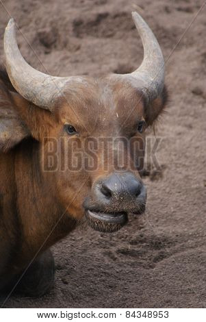 African Forest Buffalo