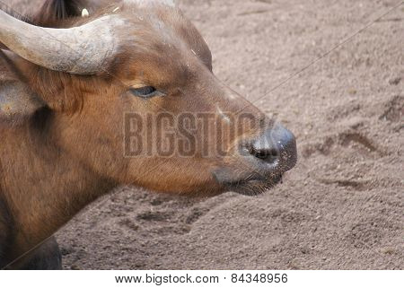 African Forest Buffalo