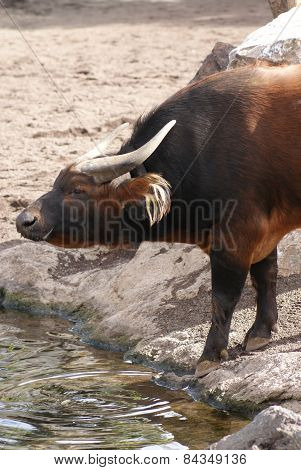 African Forest Buffalo