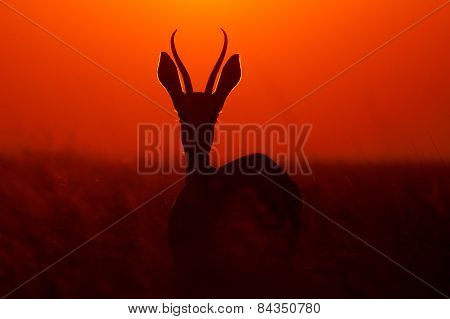 Springbok lit up by the setting sun