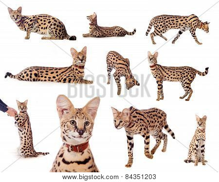 Beautiful Serval, Leptailurus Serval