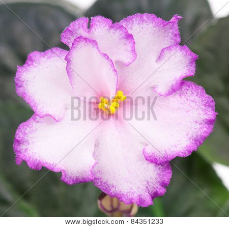 Violet Flower