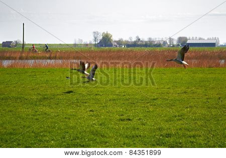 Migration of geese flying over a meadow