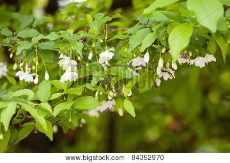 Wrightia Religiosa Benth