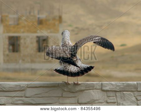 Seagull