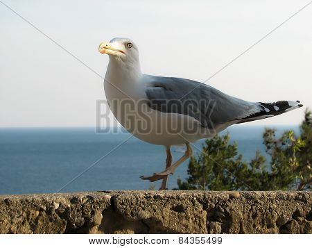 Seagull
